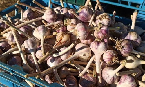 Cibulová zelenina